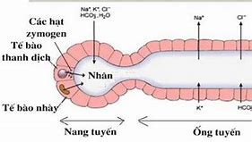 Tuyến Nước Bọt Tiết Ra Ít